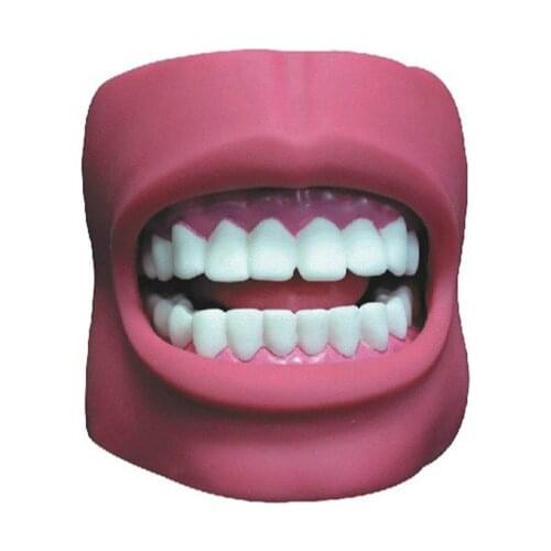 1:1 Large Good Quality Oral Simulation Practice System Dental Phantom Head for Dental School Tooth Care Health Model with Cheek