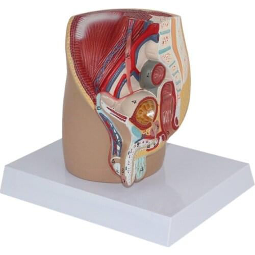 Male genitals male internal and external genital organs male pelvic section model