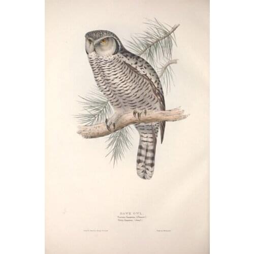 Pastoral animal owl birds tree scenery oil painting canvas prints printed on canvas home wall art decoration picture