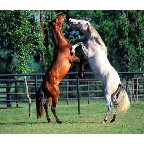 3D Diamond Painting Cross Stitch Animals Crystal Rhinestone Needlework Diamond Embroidery Horses Full Drill Moasic Handcrafts