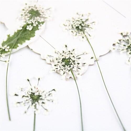 16pcs,Pressed white Lace flowers with Stem,Nature Real Flower for DIY Wedding invitation art bookmark Gift Card,Scented candles