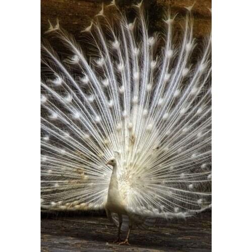 White peahen 5D Diy Diamond Painting Cross Stitch Full Square Round Mosaic Embroidery Sale Living Room Wall StickersZP-2129