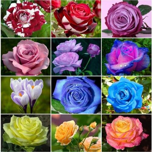 EverShine Diamond Painting Rose 5D Full Square Diamond Mosaic Cross Stitch Kit Rhinestones Needlework Handmade Hobby Gift