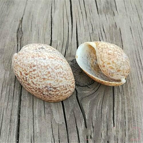 Rare natural conch shell spiro crab shell tank aquascaping snail shell shell sea sea decoration sea accessories