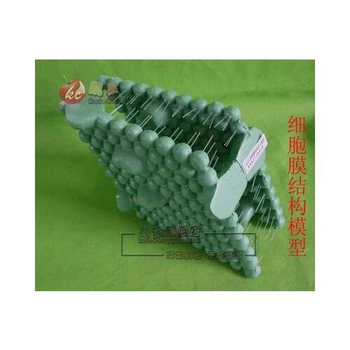 Model of cell membrane structure Biological experimental equipment teaching equipment 30*16*11cm free shipping