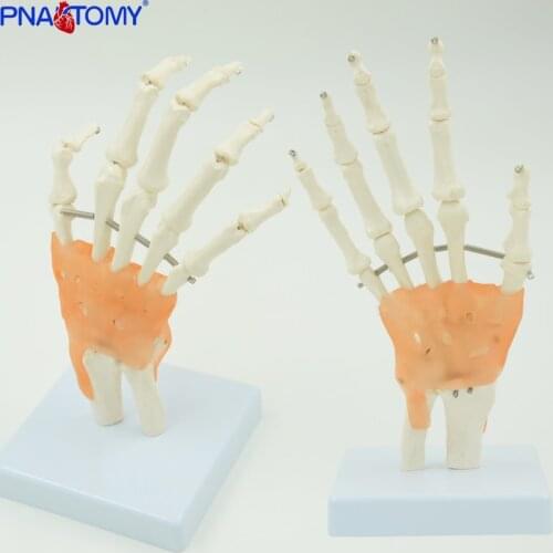 1:1 Life size Human Hand Joint Model Hand Skeleton Bone Model Wrist Vola Palms Medical Science Teaching Supplies Educational use