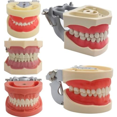 Dental Model Teeth Model Dental Teaching Model Standard Model With 32 Screw-in Teeth Demonstration Teeth Model 24 28pcs Teeth