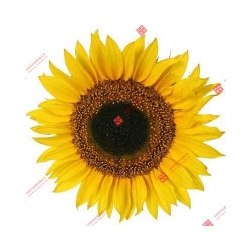 Car Stickers/Window Stickers Sunflowers Stickers Foil Stickers Colourful Printed Flower for Car, Motorhome, Decal Flower