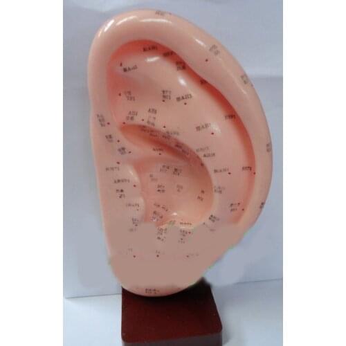 Free shipping 22 cm standard ear acupuncture model with English code ear model acupuncture model