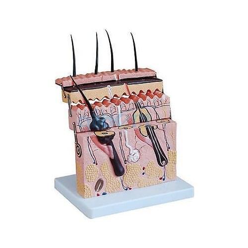 Hierarchical Structure Anatomical Human Skin Block Model Medical Dermatology Cosmetology