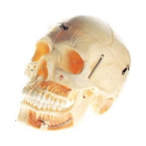 Adult Skull with Blood Vessel and Nerves Model Life size Brand New 113