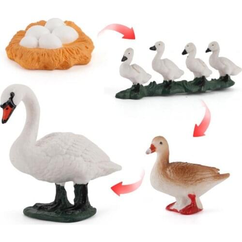 1Set Model Toy Simulation Animal Design Growth Cycle Miniature Early Educational Tool for Kids Simulation Model Action Figures