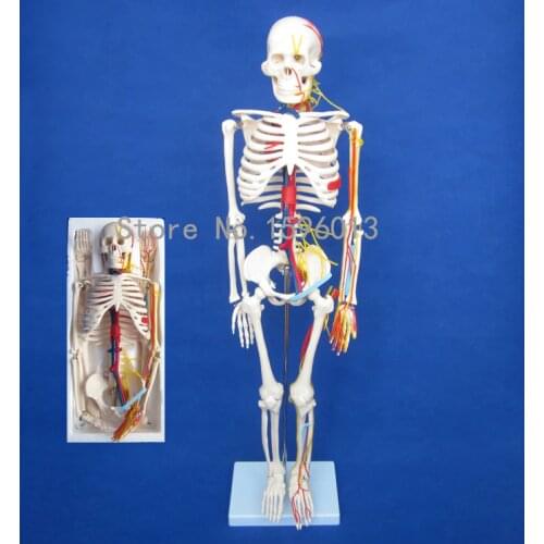HOT Human 85cm Skeleton with Nerves and Blood Vessels Model, Human Skeleton Model