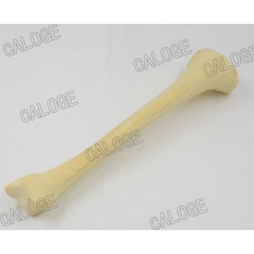 Free shipping&1：1simulated bone surgery practice, femoral head pfna artificial synthesis orthopaedic trauma operating exercise