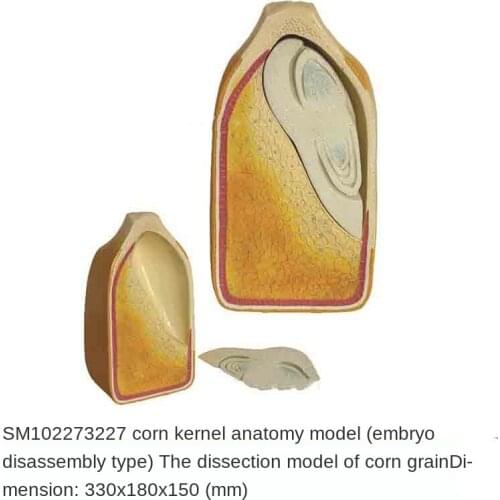 SM10227 3227 Cornseed Anatomy Model (embryo disassembly)