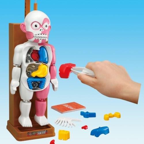 Halloween Tricky Joke Toy Novelty skeleton Simulation Human Organs 3D Puzzles Assembled Scary Human Body Model Toys