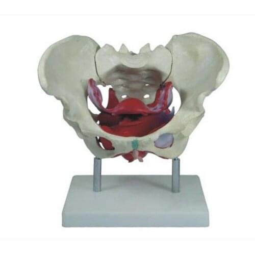 Female artificial pelvis and pelvic floor muscle models human anatomy bone medical teaching training specimens