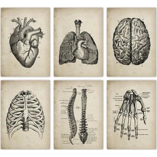 Human Anatomy Medical Anatomy Science Vintage Posters Art Medical Doctor Clinic Wall Decor Pictures Kraft paper