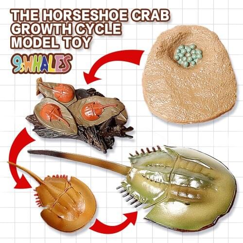 Realistic Sea Life Animals Horseshoe Crab Growth Cycle Educational Fidget Toy Model Scene Design Simulation Decoration Gift