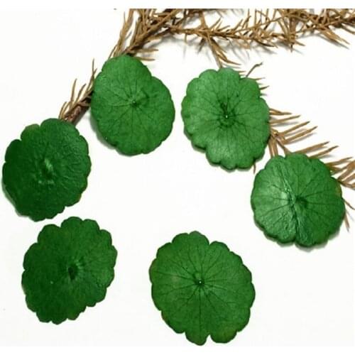 60pcs Pressed Dried Copper Coin Leaf Flower Plants Herbarium For Jewelry Making Postcard Frame Phone Case Craft DIY