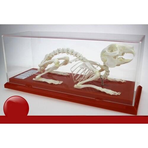 Rabbit skeletal specimens rabbit skeleton model educational equipment teaching model