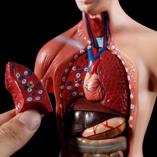 Human Torso Body Model Anatomy Anatomical Internal Organs For Teaching