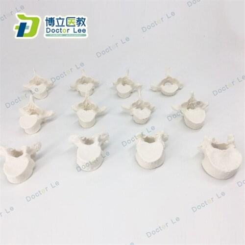 Huaman Skeleton of Spine Column Models Anatomical of 12 Thoracic Vertebrae with Realistic Appearance for Educational Equipment