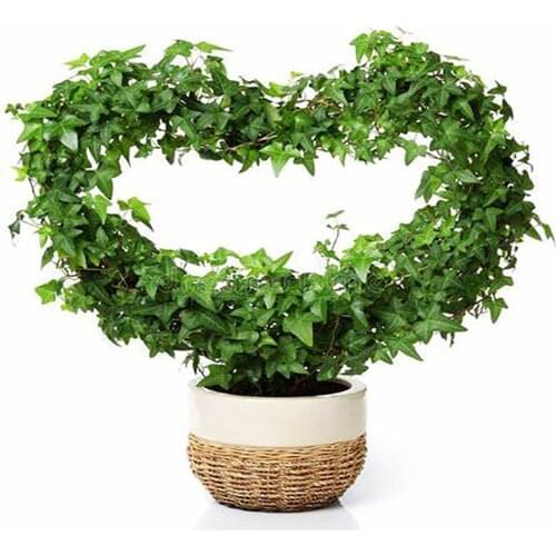 Heart Round Climbing Vine Rack Plant Potted Support Frame Coated Steel Flower Vegetables Decorative Trellis Bracket Giardinaggio