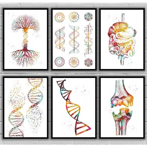 Dna double helix DNA helix conformation DNA Tree Double helix Elbow Female muscle Anatomical Medical And Science Poster