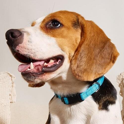 Pet Supplies, Cat Collar, Dog Collar, Cat Leash, Dog Leash, Cat Harness, Dog Harness, Small Dog Collar, Medium Dog Collar, Large