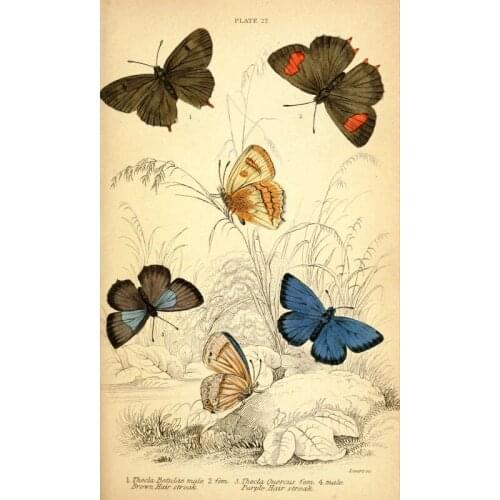 Vintage Wild Butterfly Illustration Retro Poster Canvas Painting DIY Wall Paper Posters Home Decor Gift