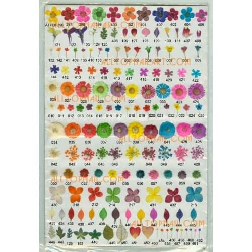 Pressed flower A_Grade gypsophila-paniculata 2000pcs / vacuumize bag / code - Free shiping