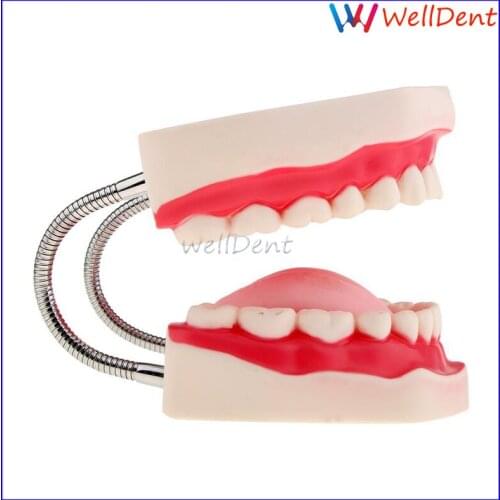 Dental teaching model teeth model preschool six times brushing teeth child care oral Child Early Learning brushing model