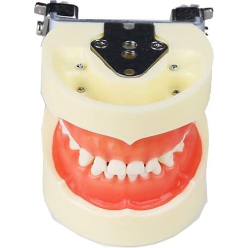 Standard Child Teeth Model M7014 with soft gum/Kids tooth model with 24pcs/Dental Orthodontic teeth model