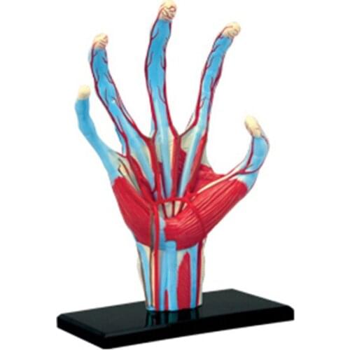 4D Hand Intelligence Assembling Toy HumanOrgan Anatomy Model Medical Teaching DIY Popular Science Appliances