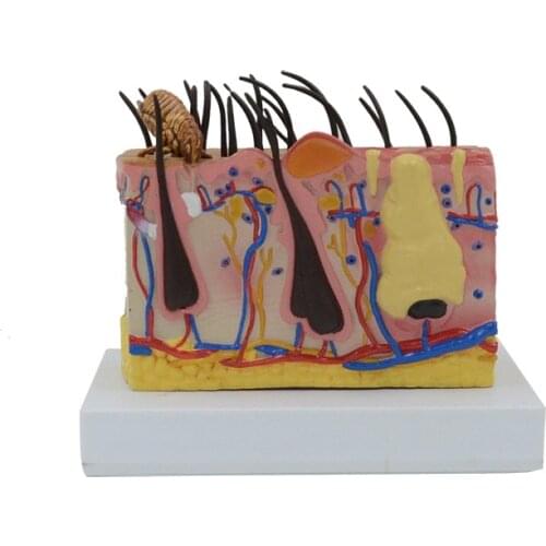 Free Shippng Dog Skin Anatomical Model Canine Teaching Instruction for Pet Pathological Skin Veterinary Medicine