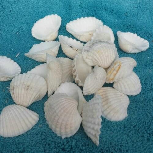 100pcs Natural Seashells Decorations Scallop Shells Jewelry Crafts Wall Decor Ornament Conch Beach Decorations for Home