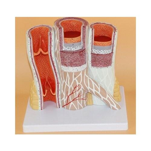 14Xhuman Vessel model artery vein Anatomical Model free shipping
