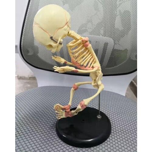 1:1 Life Sized Human Fetal Skeleton Model Medical Teaching Anatomical Model