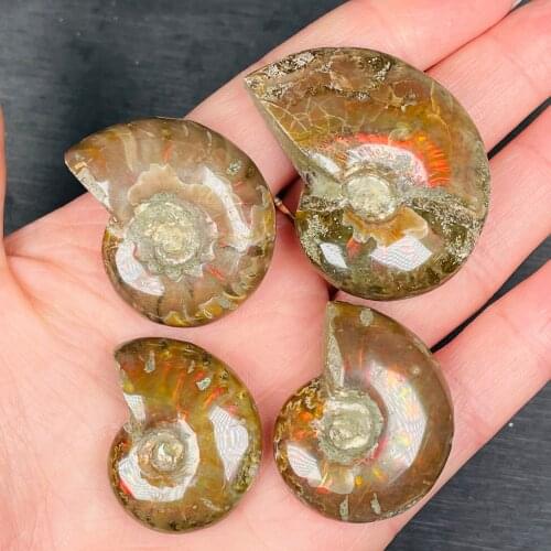 Natural Polished "Goat Horn" Fossil Ammonite Conch Douvilleiceras Madagascar Mineral Specimen