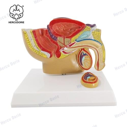 Male Prostate Model Male Pelvic Testis Prostate Model Teaching Demonstration Medical Model