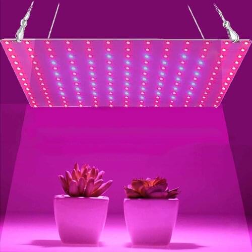 BoomBoomLight Plant Lamps