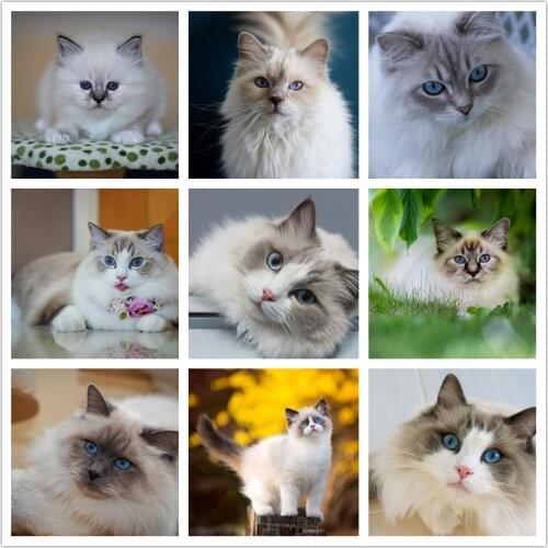 Cute Kitten 5D Diy Diamond Art Painting Accessories Cat Full Drill Diamond Embroidery Mosaic Cross Stitch Kit Picture Room Decor