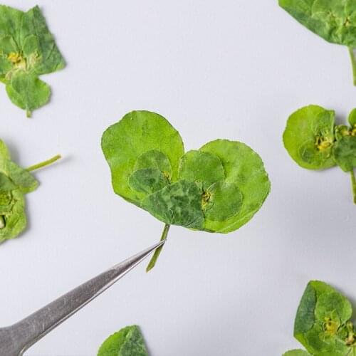 60pcs Pressed Dried Flower Euphorbia Herb Plants Herbarium For Epoxy Makeup Jewelry Postcard Invitation Card Phone Case DIY