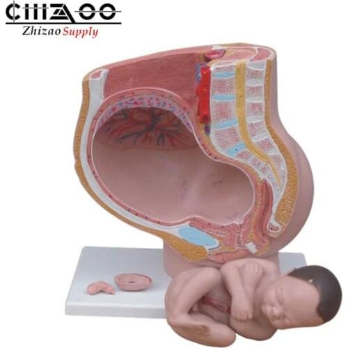 4 Parts Human Female Pelvis Section Model 40th Week Pregnancy Fetus Anatomical Model