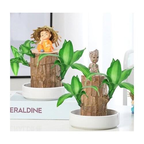 Brazilian wood lucky wood hydrophobic plants with a small potted office desktop Groot hydrophonic plants