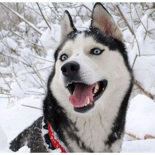 Diamond Embroidery Icon Snow Dog Mosaic Crystal 5D Cross Stitch Square Drill DIY Diamond Painting Sticker home Decor HL159