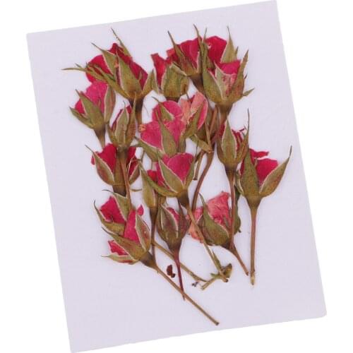 20pcs Pressed Dried Flower Rose Flower Scrapbooking Embellishments for Craft