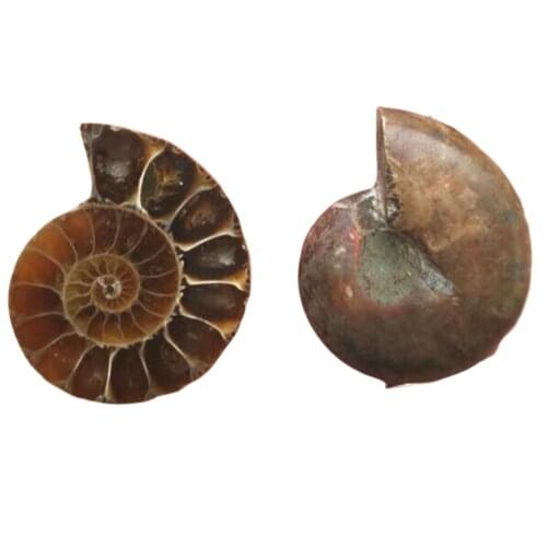 1PC Spiral Ammolite Natural Ammonite Fossil Natural Handicraft Pieces Played On Palms Gift For Stone Collection 2.5-3.5cm R1121