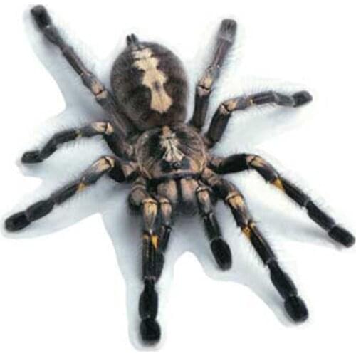 LLY-0495 Personality Sticker Car Universal Spider Lizard Scorpion 3D Modeling Decal PVC Cars Body Window Exquisite Decals Decor